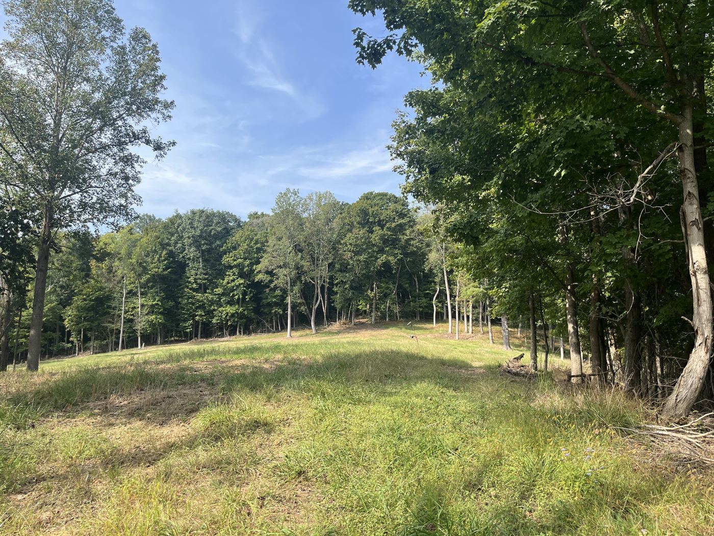 Open food plot clearing ringed by timber