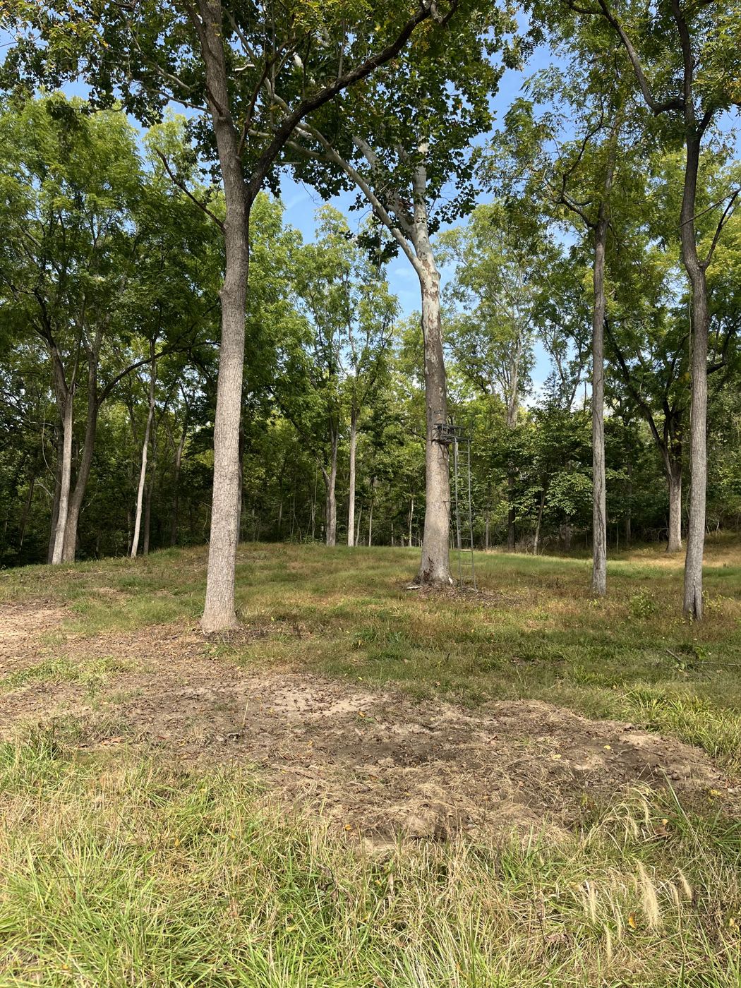 Ladder stand hung on a sycamore over an open clearing