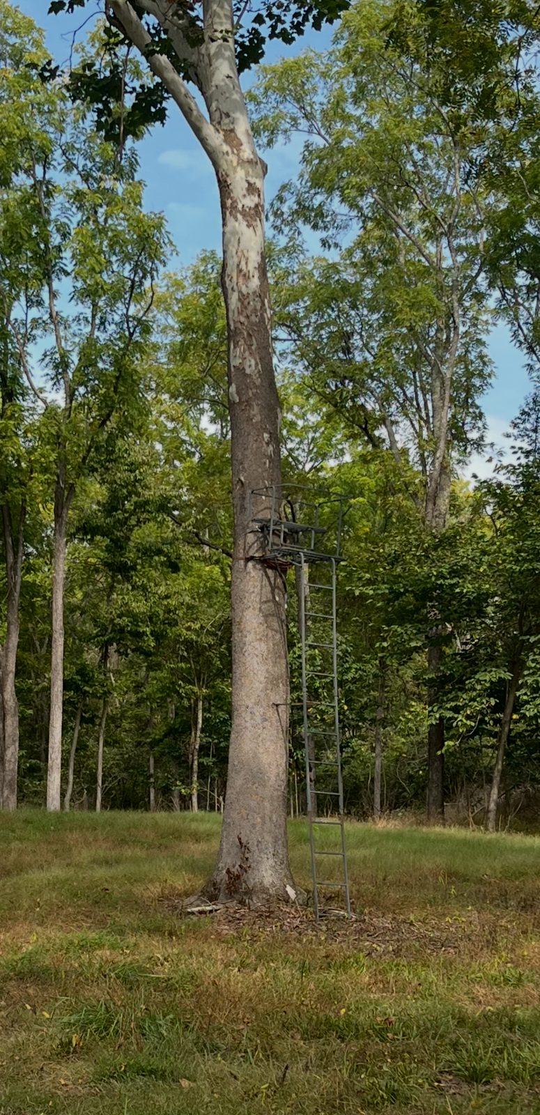 Ladder stand on the sycamore, closer view