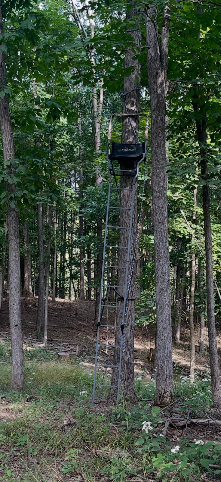 Ladder stand set in the hardwoods on the property